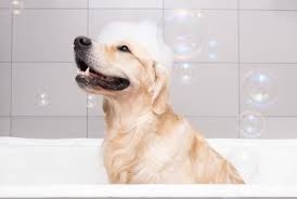 Big size dogs BATH 