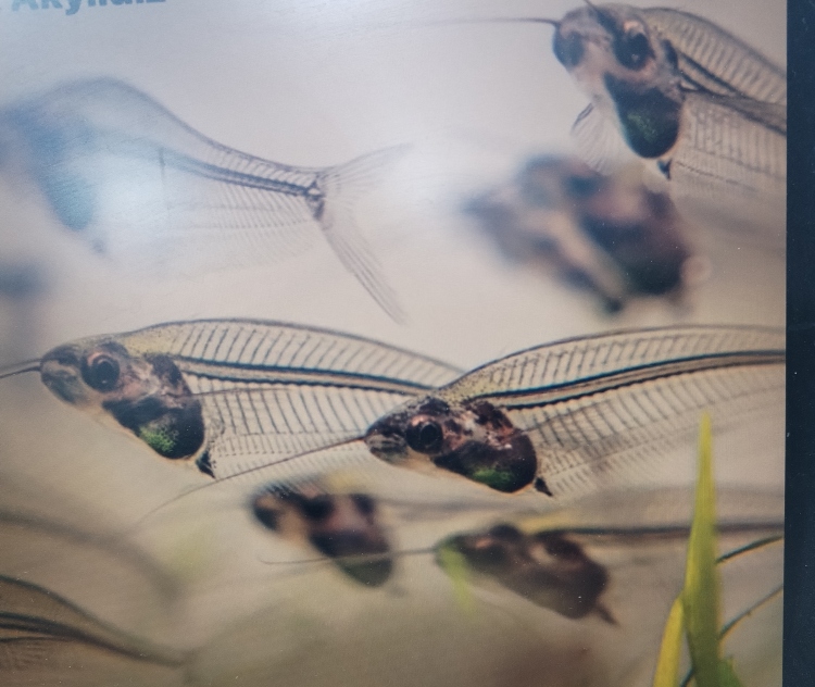 السمكة الزجاجية أليف