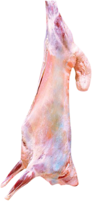 خاروف بلدي عرض