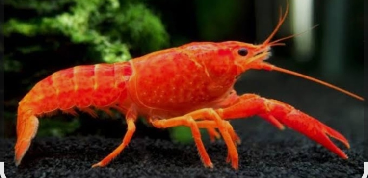 لوبستر احمر حجم كبير