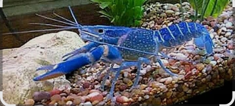 لوبستر  أزرق حجم كبير