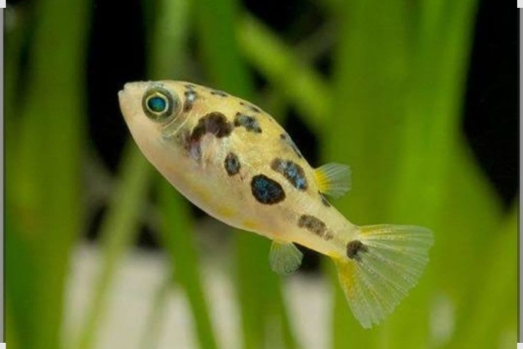 بفر مقزم آكل الحلزون(نادرة)