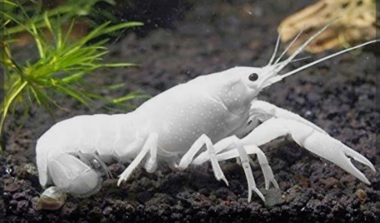 لولستر ابيض حجم كبير