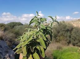 ميرمية