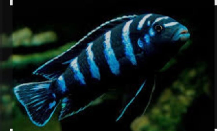 دماسوني سيكلد