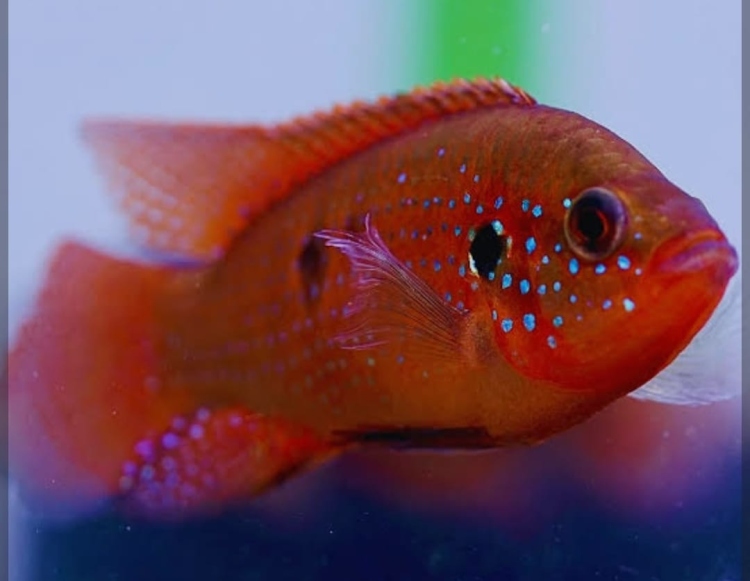 ريد جويل المقزم