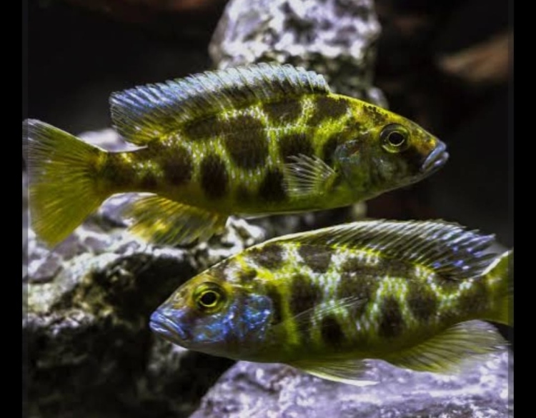 السيكليد الإفريقي