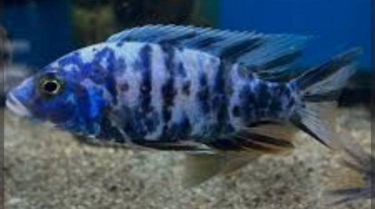 سيكليد  حجم كبير