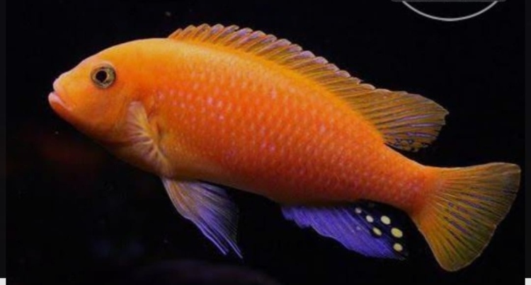 سيكليد  حجم كبير