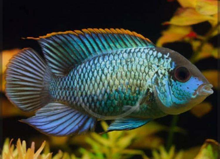 بلو أكارا (ذكر)