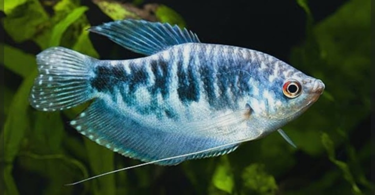 جورامي الأزرق