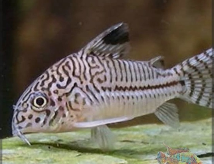 سمكة كورديروس القطة 