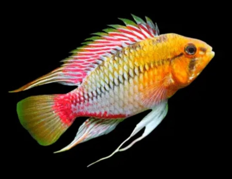 أبستوغراما سيكلد مقزم