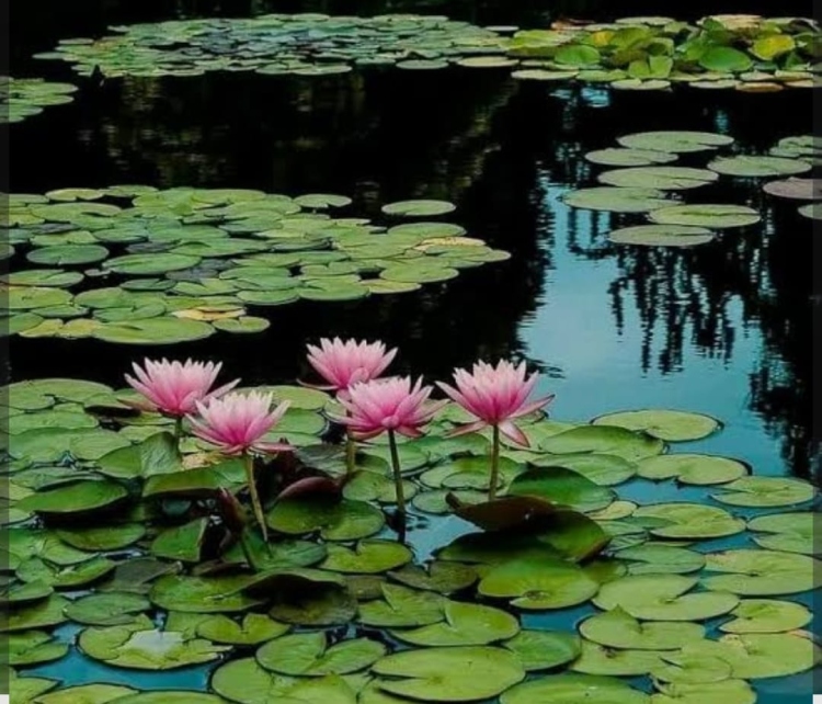 نبات اللوتس