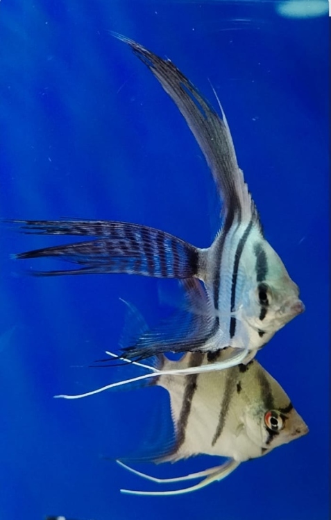 أنجل زيبرا لونغ فن