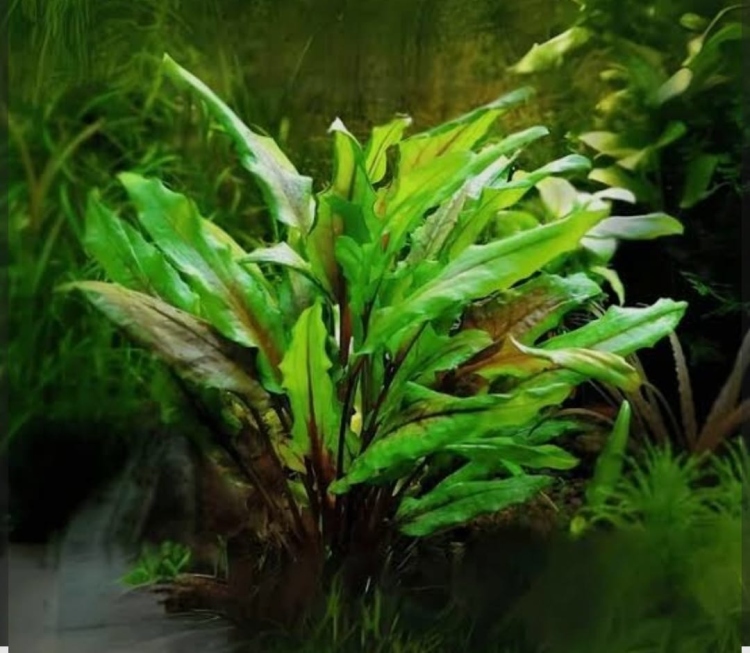 نبات كريبتون