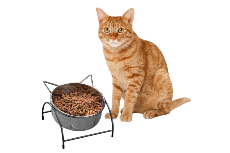 صحن ستانلس مفرد اذنين قطه