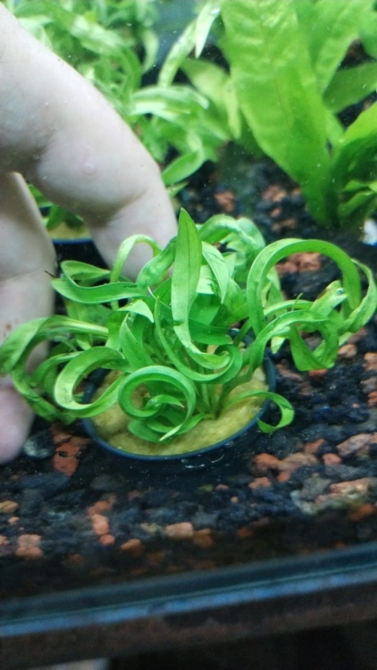 فالنسرية حلزونية