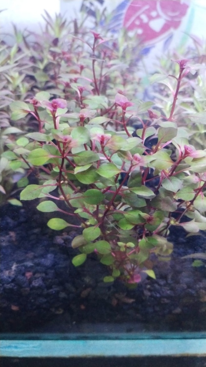 ألترنانثيرا الحمراء 