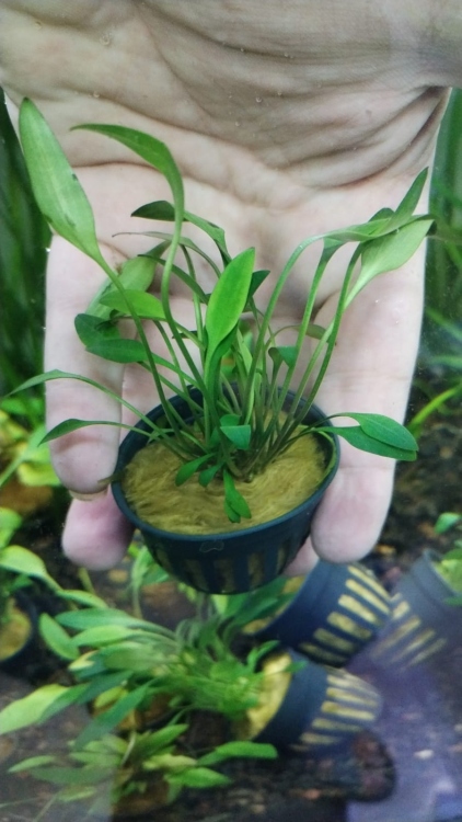 فاليسنيريا 