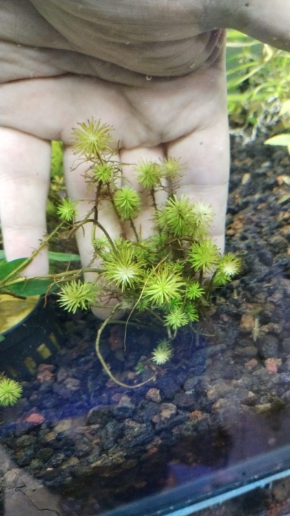 ستيلاتوس / نجم الماء