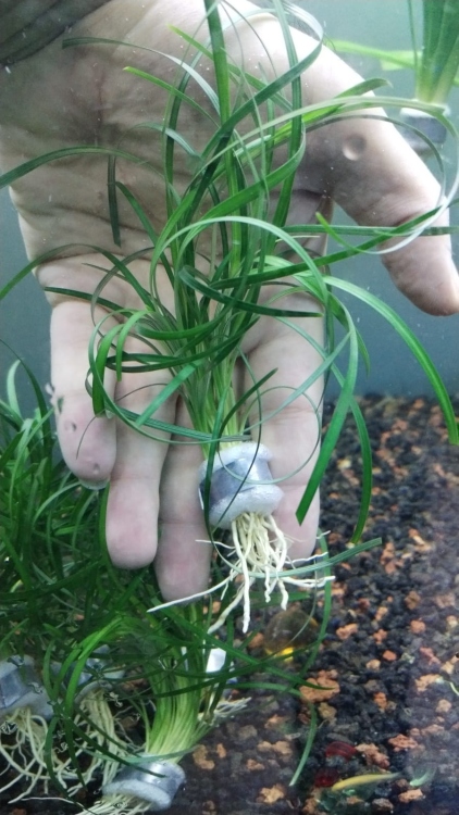 عشب الماء / الفاليس