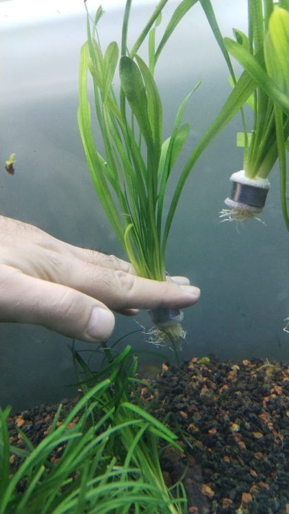 فاليسنيريا(عشب الشريط)