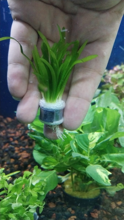 سهم الماء القزمي