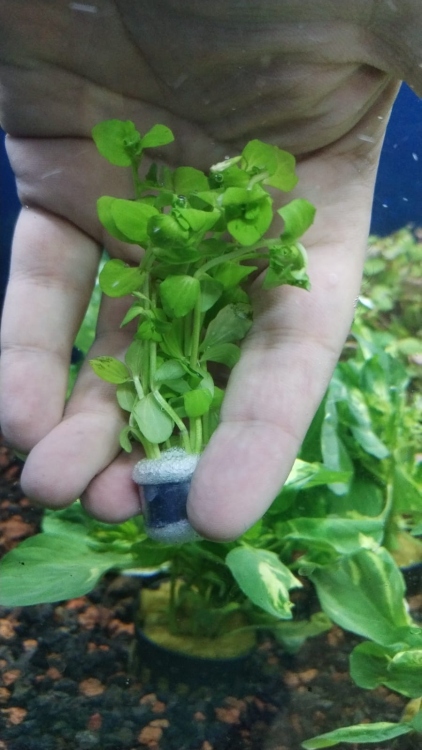 باكوبا (ستراليس)