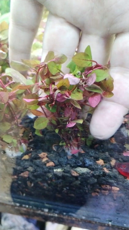 لودفيجيا ريبنس 