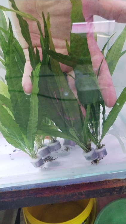 جافا فيرن طويل