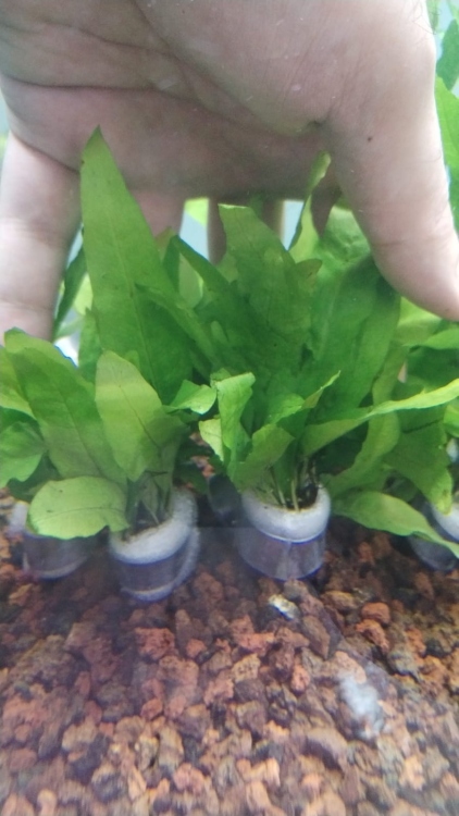 جافا فيرن مقزم