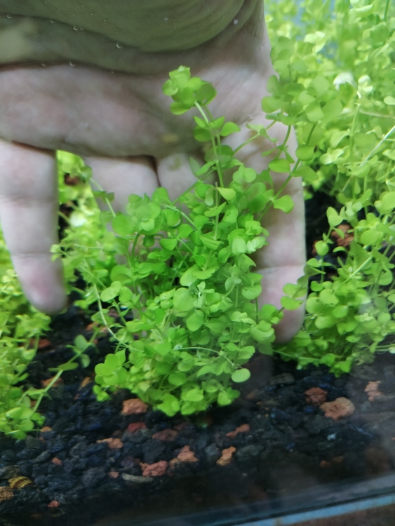 مونتي كارلو (Monte Carlo)