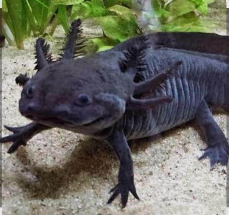 سلمندر  أسود مميز