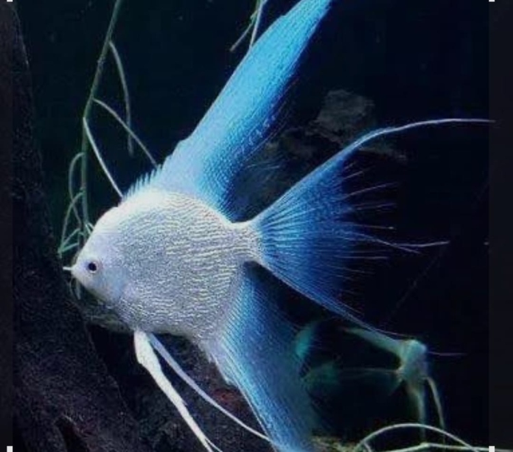 أنجل أبيض لونغ فن