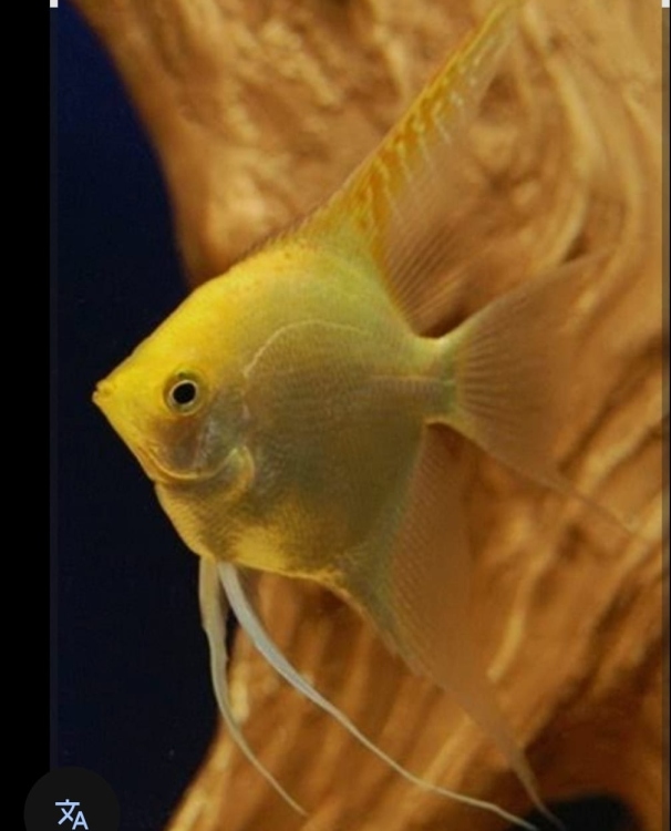 أنجل أصفر حجم كبير