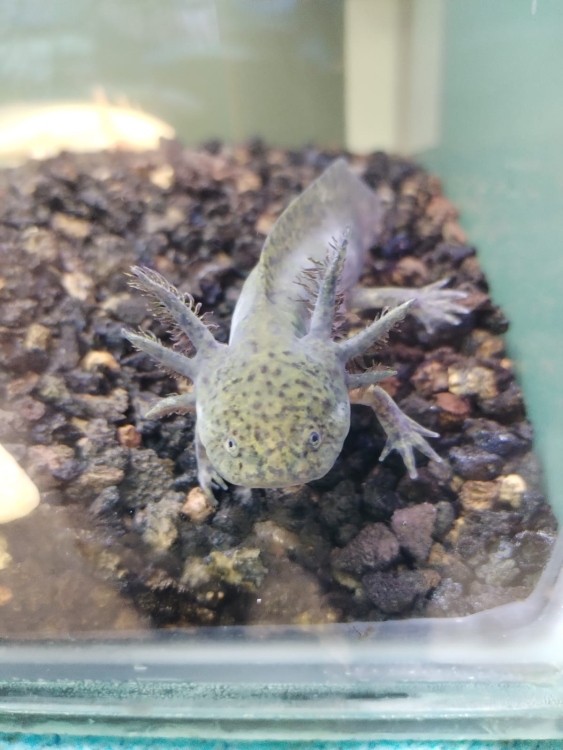 سلمندر أخضر 