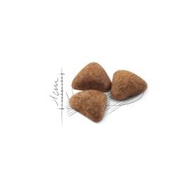 Royal Canin للقطط المنزلية