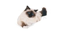 Royal Canin للتحكم في كرات الشعر 