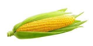 ذره حب كغم