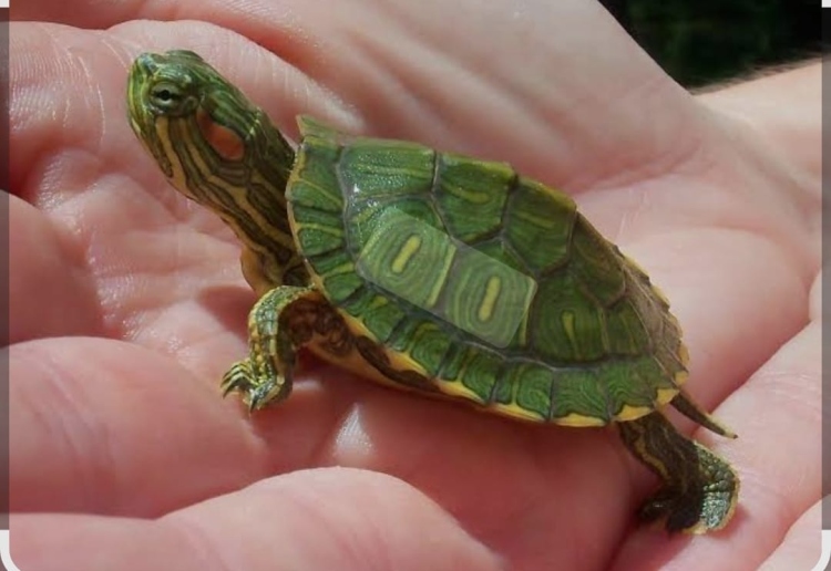 سلحفاة المائية