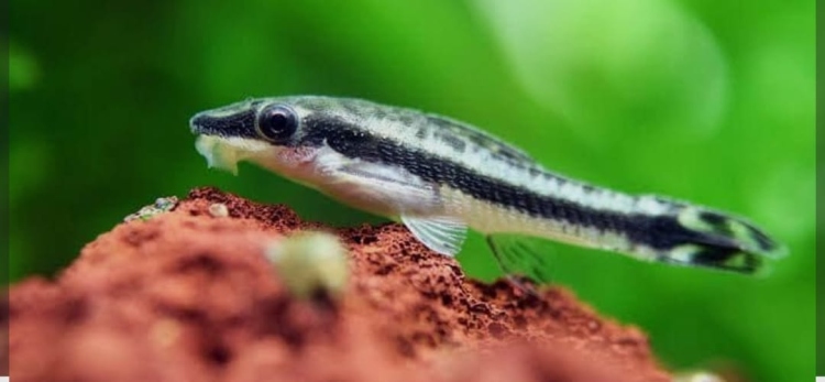 أوتوسنكلز  آكلة الطحالب