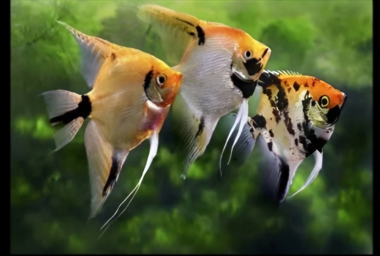 انجل حجم وسط