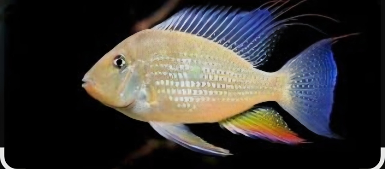 البينو جيوفاكوس 