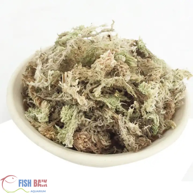 طحالب طبيعية لجذور النباتات
