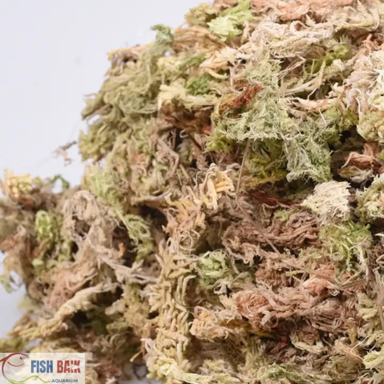 طحالب طبيعية لجذور النباتات