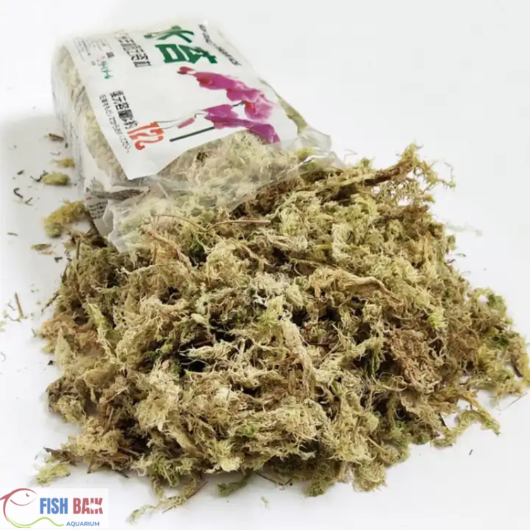 طحالب طبيعية لجذور النباتات