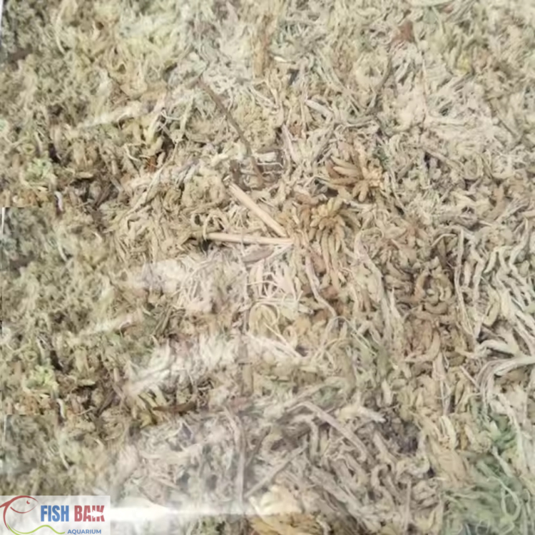 طحالب طبيعية لجذور النباتات