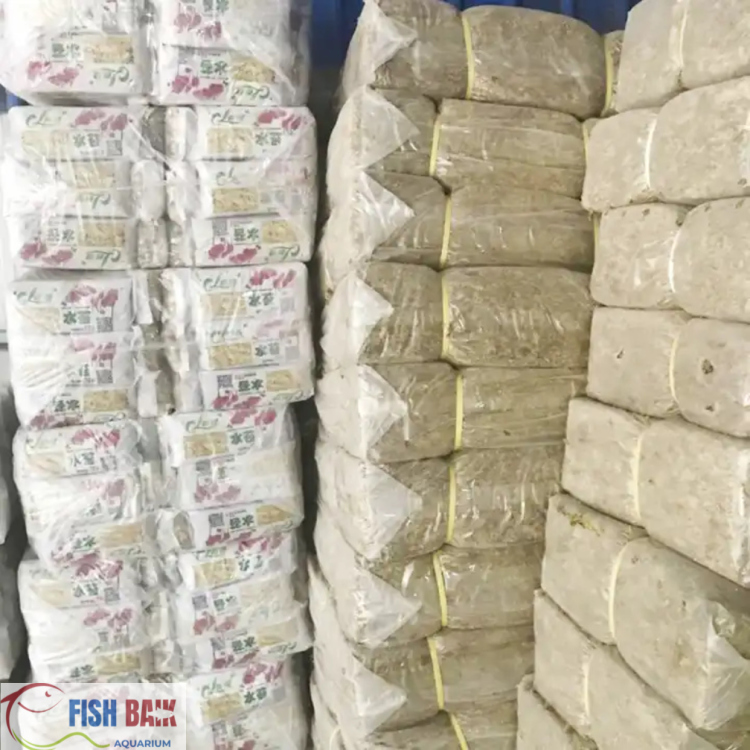 طحالب طبيعية لجذور النباتات