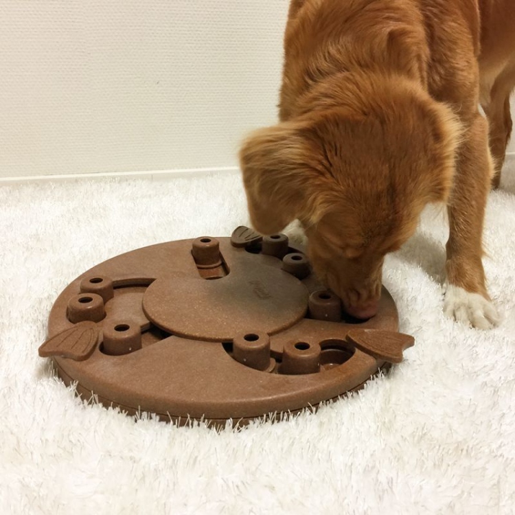 DOG WORKER / find hidden treats 